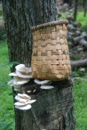Split Rattan Basket and Oyster Mushrooms at Stokes State Forest