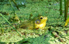 green frog with vocal sac expanded