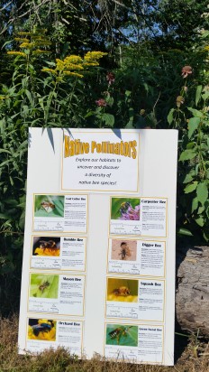 Native Pollinators