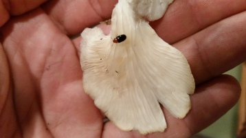 Beetle on Oyster Mushroom