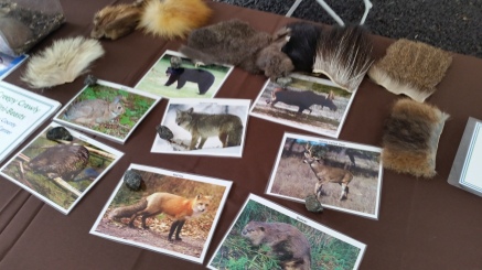 Wild about Wildlife Hands-on Display Game