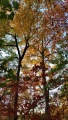 Autumn Colors (1)