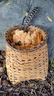 Chicken of the Woods in Split Rattan Basket