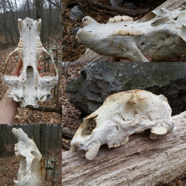 Black Bear Skull found in Stokes State Forest