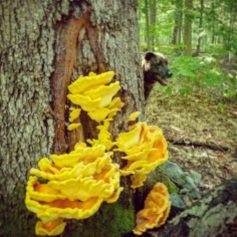 Late Summer chicken of the woods